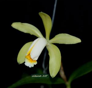 Cattleya forbesii