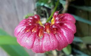 Bulbophyllum corolliferum