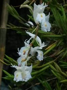 Dendrobium flexile