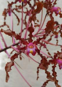 Laelia lueddemannii