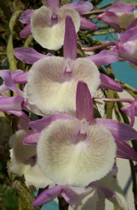 Dendrobium polyanthum