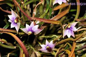 Dendrobium cyanocentrum