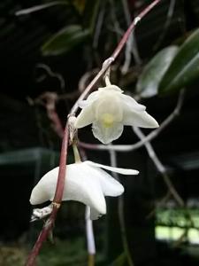 Dendrobium hendersonii