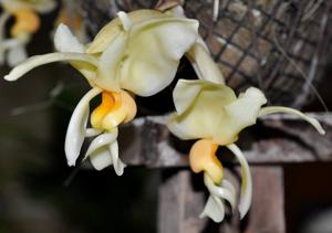 Stanhopea intermedia