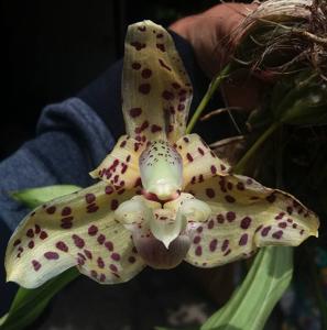 Stanhopea hernandezii