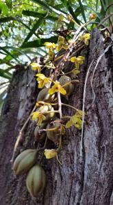 Cymbidium suave