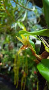 Dendrobium nakaharae