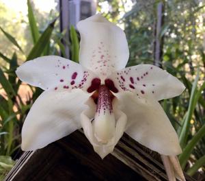 Stanhopea martiana