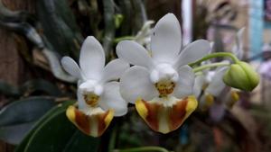 Phalaenopsis lobbii