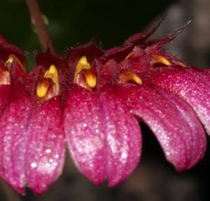 Bulbophyllum corolliferum