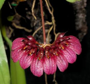 Bulbophyllum corolliferum