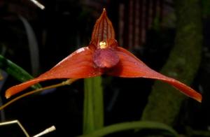 Bulbophyllum phaeoneuron