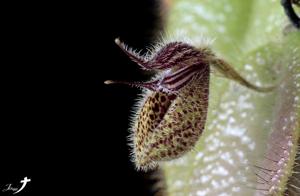 Dresslerella pilosissima
