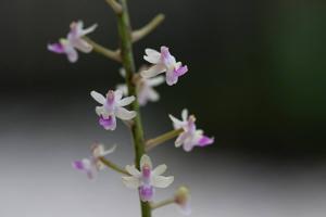 Cleisostoma arietinum