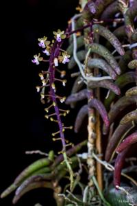 Cleisostoma arietinum