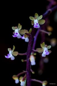 Cleisostoma arietinum