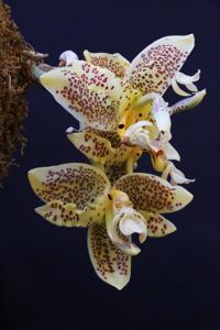 Stanhopea oculata