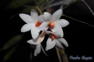 Dendrobium glomeratum