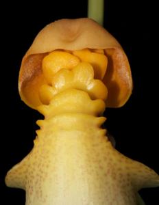 Coryanthes macrantha