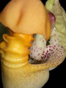 Coryanthes macrantha