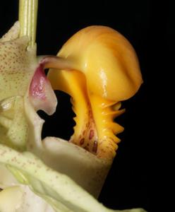 Coryanthes macrantha