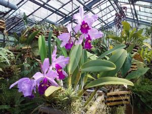 Cattleya warscewiczii