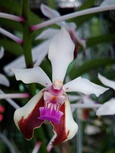 Vanda lamellata