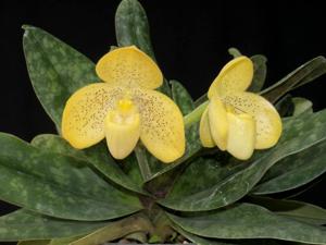 Paphiopedilum concolor