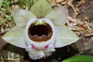 Dendrobium hekouense