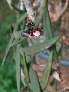 Dendrobium indivisum var. fuscum