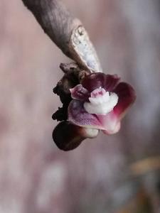 Dendrobium indivisum var. fuscum