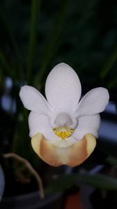 Phalaenopsis lobbii