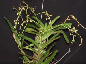 Cleisostoma duplicilobum