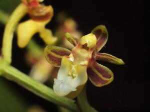 Cleisostoma duplicilobum