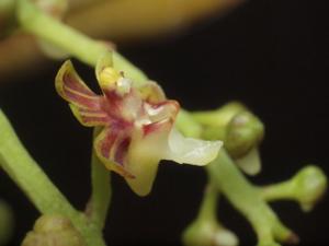 Cleisostoma duplicilobum