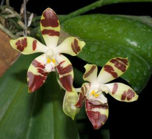 Phalaenopsis sumatrana