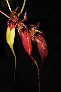 Bulbophyllum fascinator