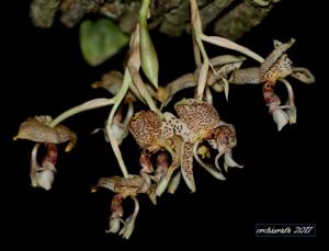 Stanhopea oculata