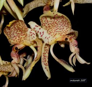 Stanhopea oculata