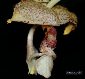 Stanhopea oculata