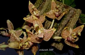 Stanhopea oculata