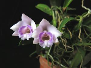 Cattleya alaorii