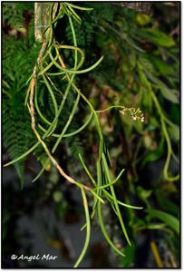 Cleisostoma fuerstenbergianum