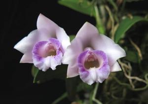 Cattleya alaorii