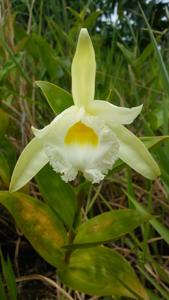 Sobralia macrophylla