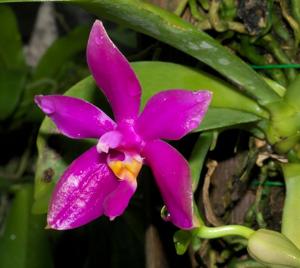 Phalaenopsis pulchra