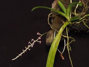 Cleisostoma linearilobatum