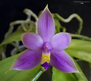 Phalaenopsis violacea