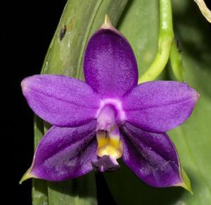 Phalaenopsis violacea