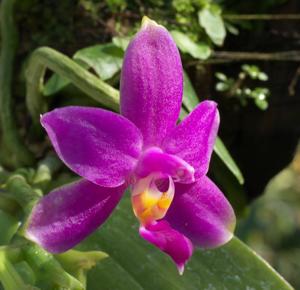 Phalaenopsis violacea